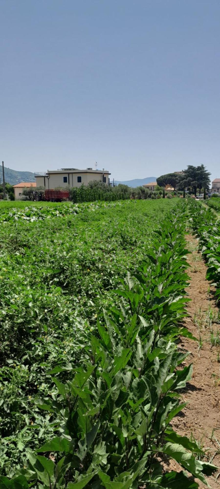 B&B Tenuta San Michele Capaccio ภายนอก รูปภาพ