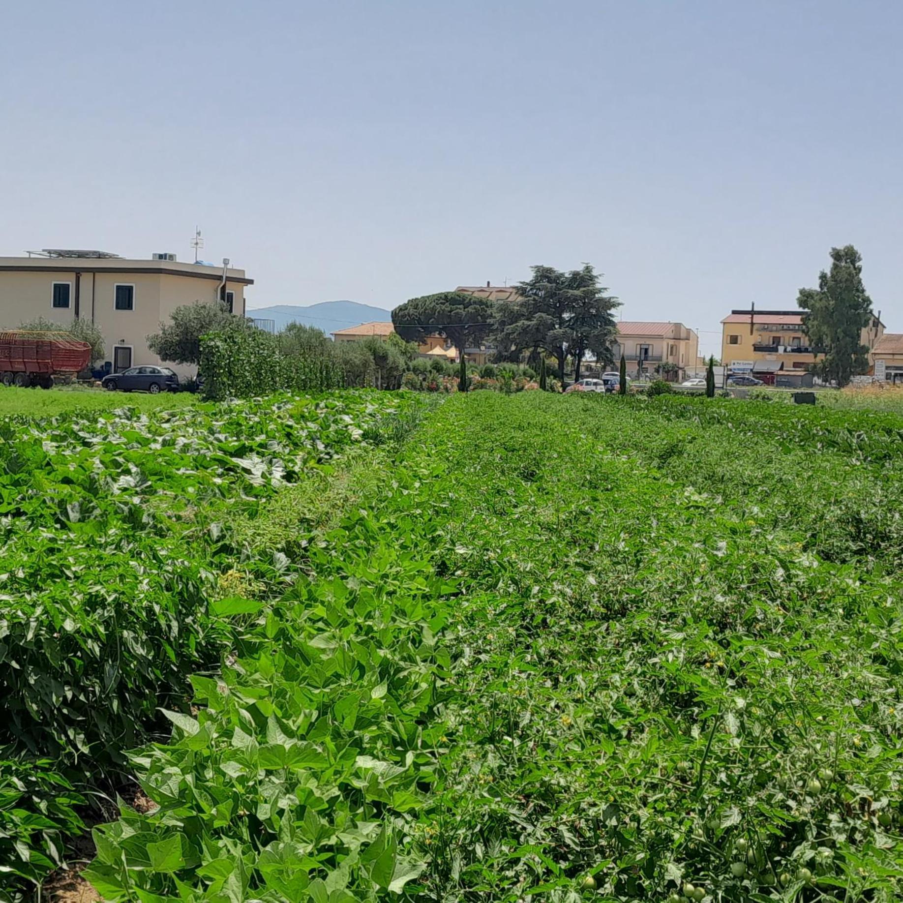 B&B Tenuta San Michele Capaccio ภายนอก รูปภาพ